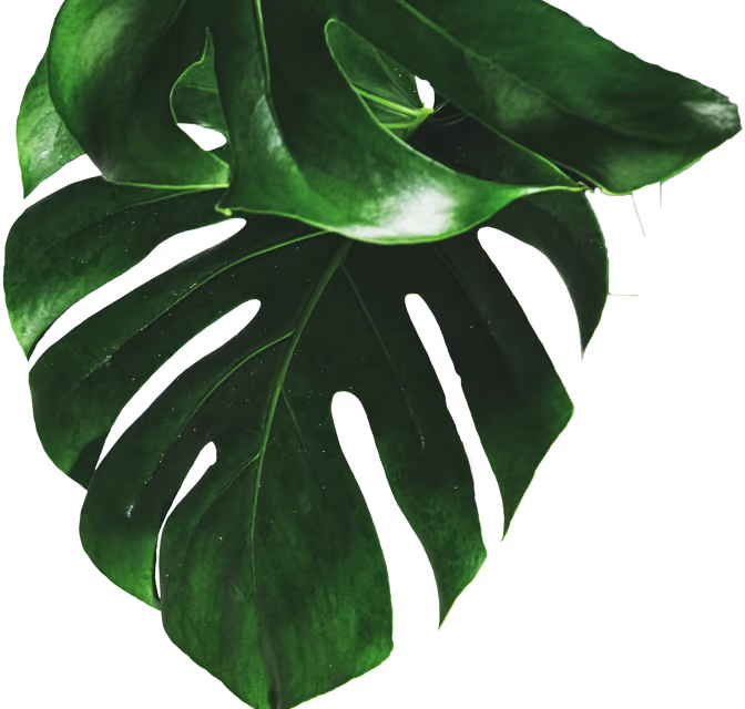feey-cvf37zirize-unsplash-mxBjxqQGnehe1Vk2 feey-cvf37zirize-unsplash-mxBjxqQGnehe1Vk2